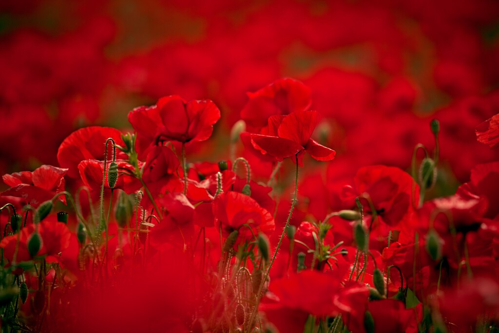 Jahresprogramm 2025 - 2026